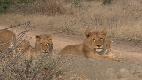 Group-of-lion-cubs-waiting-for-adults-to-return,-Lion-cubs-eagerly-looking-at-the-distance