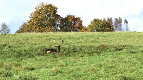 Fallow-deer-buck-with-big-horns-eating-lush-green-grass-and-sleeping-on-the-field,-slow-motion,-sunny-autumn-day,-wildlife-concept,-distant-handheld-shot