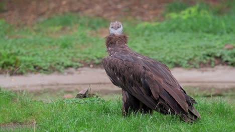 Vulture-bird-of-prey-jumping-away,-telephoto-ugly-carnivore-animal-on-meadow