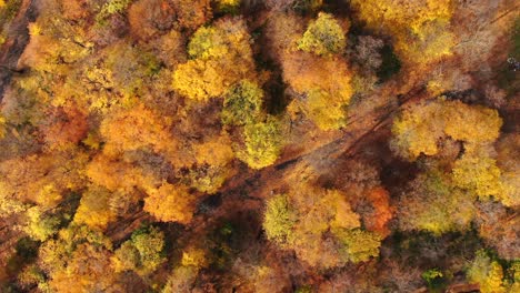 Aerial-view-of-a-rural-road-with-in-yellow-and-orange-autumn-forest