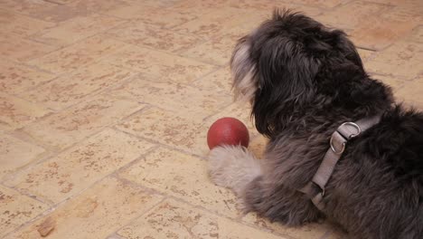 Profil-Eines-Kleinen,-Haarigen-Hundes,-Der-Sich-Keuchend-Hinlegt-Und-Einen-Roten-Ball-Neben-Seiner-Pfote-Hat