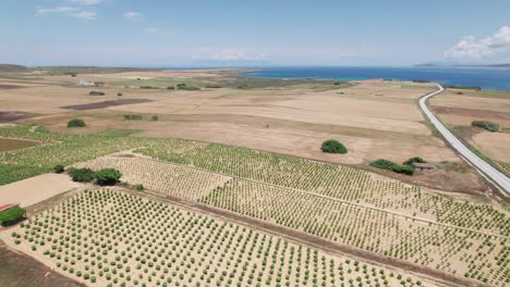 Panoramic-aerial-overview-of-tree-nursery-farm-sprawling-across-rolling-open-landscape-by-the-ocean,-Lemnos