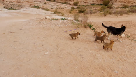 Cachorros-Callejeros-Persiguen-A-Su-Madre-Para-Amamantarla-Con-Leche-En-El-Desierto