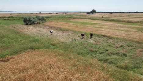 Eine-Gruppe-Von-Drei-Kühen-Starrt-Auf-Eine-Drohne-Im-Trockenen-Grasland