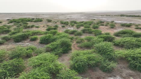 Aerial-drone-forward-moving-shot-over-arid-vegetation-in-Nagarparkar,-Sindh,-Paksitan-on-a-sunny-day