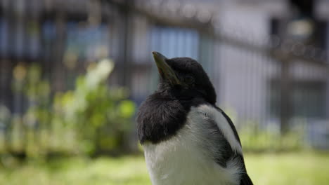 Young-Eurasian-Magpie-Over-Sunny-Meadows-At-Hyde-Park-In-London,-England