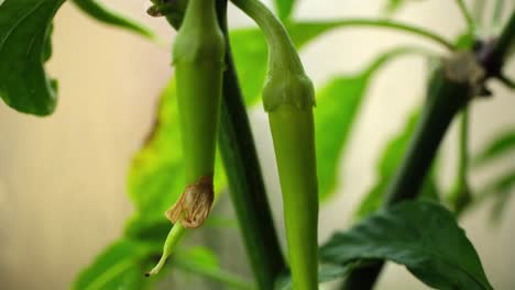 Growing-green-peppers-inside-a-greenhouse-two-time-slow-motion