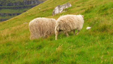 Two-Faroese-sheep-graze-on-the-grassy-hills-of-Kalsoy