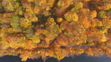 Luftwald-In-Erstaunlichen-Herbsttönen-Mit-Einer-Straße,-Die-Sich-Unter-Baumwipfeln-Versteckt