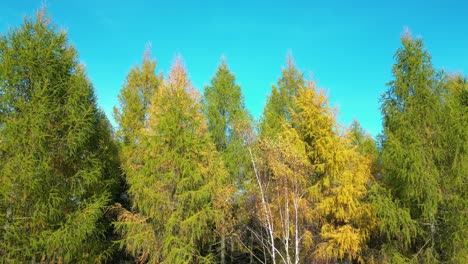 Luftaufnahme-Einer-Landstraße-Mit-Einem-Schwarzen-Auto-Im-Gelben-Und-Orangefarbenen-Herbstwald