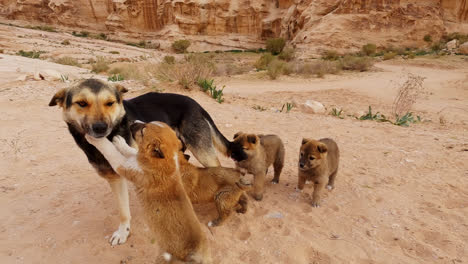 Young-Puppies-Nursing-on-Mother-Dogs-Milk-in-Sandy-Desert-Landscape