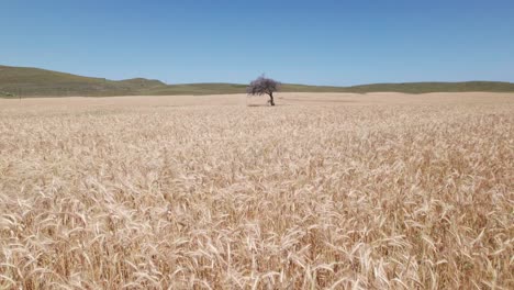 Drone-push-in-above-wheat-waving-slowly-in-wind-in-deserted-arid-landscape