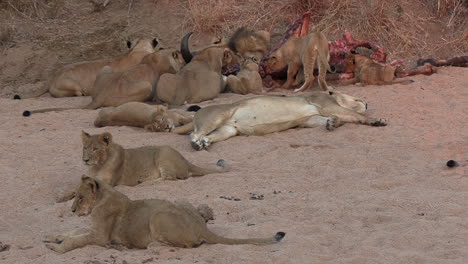 Pride-of-Lions-Playing-and-Feasting-on-Dead-Animal-in-African-Wild