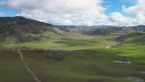 Vista-Aérea-Del-Ganado-Pastando-En-Hermosas-Colinas-Verdes-De-La-Cordillera-Gabilán-De-California