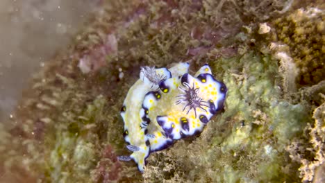 A-couple-of-sea-slugs-The-Imperial-nudibranch