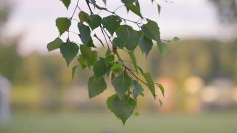 Birch-branch-with-deep-green-natural-Foliage-waving-on-bokeh-background,-Close-up