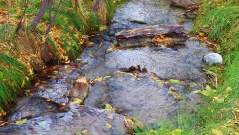 -Woodland-Stream-with-Autumn-leaves-in-Nevada-wetlands