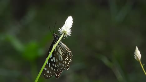 Beautiful-Butterfly-in-flower---green-