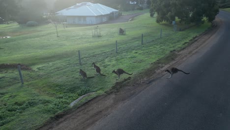 Familie-Australischer-Kängurus-Springt-Und-überquert-Landstraße-In-Australien