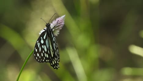 Butterfly-relaxing-on-flower.green-