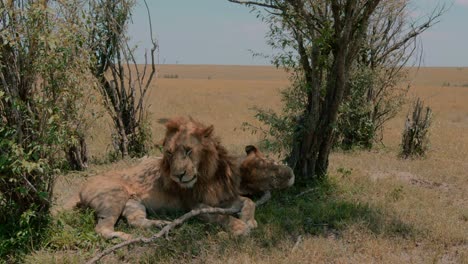 Lion-and-lioness-relaxing-in-a-shade-in-Masai-mara-national-pack