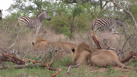 Heimliche-Löwen-Jagen-Zebras-Im-Afrikanischen-Wildpark