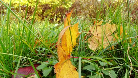 Erste-Herbstblätter-Auf-Grünem-Gras-Im-Park