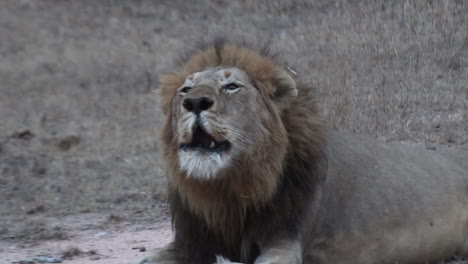 Powerful-Roars-of-a-Male-Lion-in-Kruger-Game-Park's-African-Terrain