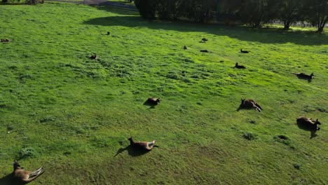 Kangaroos-relax-lying-on-grass-warming-themselves-in-setting-sun