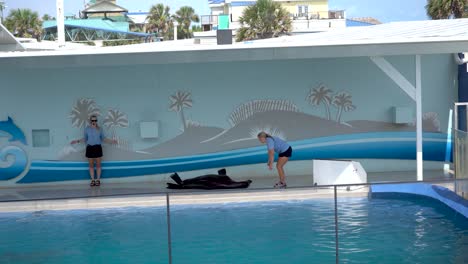 Trained-seals-show-different-tricks-to-viewers-at-the-Gulfarium-Marine-adventure-park-in-Destin-fort-walton-beach-Florida