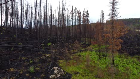 aerial-mid-tree-height-level-of-wildfire-aftermath