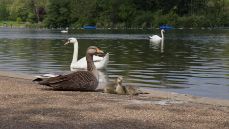 Cisnes-Relajándose-En-La-Orilla-Del-Lago-Serpentino-En-Hyde-Park,-Londres