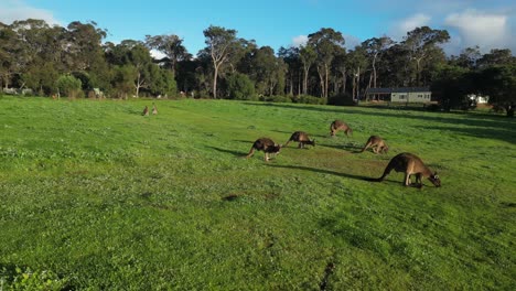 Avanzando-Hacia-Hermosos-Canguros-Australianos-Pastando-En-El-Campo-Verde-De-Australia