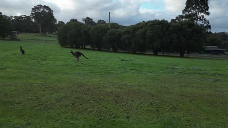 Slow-motion-of-Kangaroos-jumping-on-green-field-on-cloudy-day-in-Australia