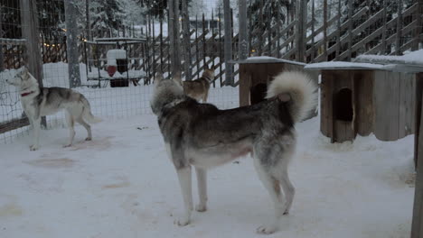 Husky-dogs-in-open-air-cage-winter-shot