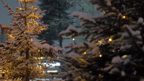 Kiefern-Mit-Weihnachtsbeleuchtung-Im-Abendpark