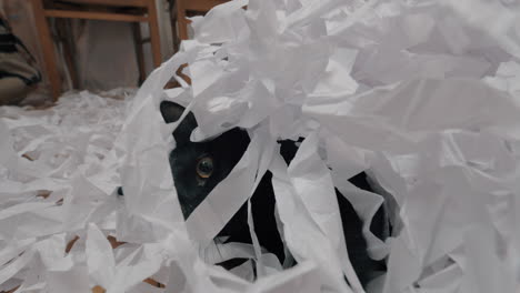 Black-cat-playing-with-cut-paper