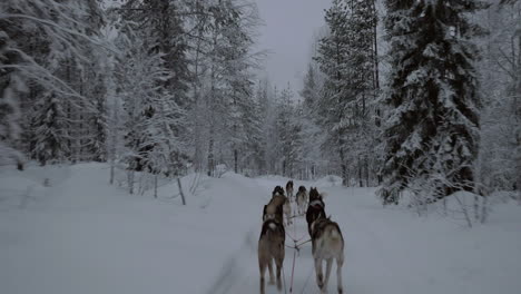 Dogsled-in-winter-forest