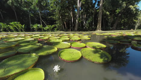 View-to-the-park-and-pond-with-giant-lily-pads-Mauritius