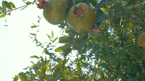 Two-Green-Pomegranates-in-Sunlight