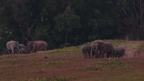 Zwei-Gruppen,-Die-Sich-Kurz-Vor-Einbruch-Der-Dunkelheit-In-Zwei-Salzlecken-Von-Mineralien-Ernähren,-Während-Die-Individuen-Auf-Der-Rechten-Seite-Sich-Bewegen-Und-Schmutz-Auf-Ihren-Rücken-Werfen,-Indischer-Elefant-Elephas-Maximus-Indicus,-Thailand