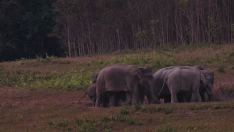 Two-groups-joined-together-as-one-big-herd-as-they-move-around-and-one-faces-the-left-to-get-ready-to-return-to-the-forest,-Indian-Elephant-Elephas-maximus-indicus,-Thailand