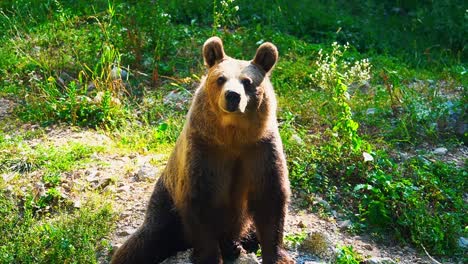 Stunning-HD-Close-Up-footage-of-a-brown-bear-filmed-in-the-nature-–-Europe,-Slovenia