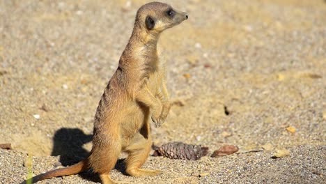 Stunning-HD-footage-of-a-small-meerkat-standing-up-and-observing-its-surroundings