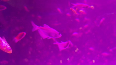 Im-Rosafarbenen-Wasser-Schwimmen-Viele-Schöne-Fische