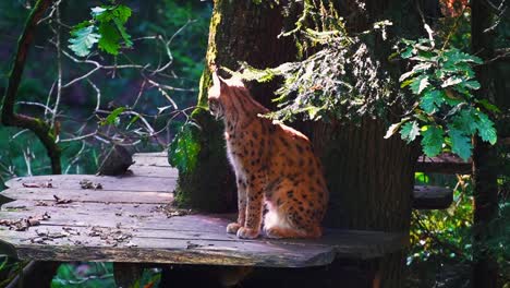 Stunning-footage-of-a-Eurasian-lynx-relaxing-on-perch-amidst-the-treetops