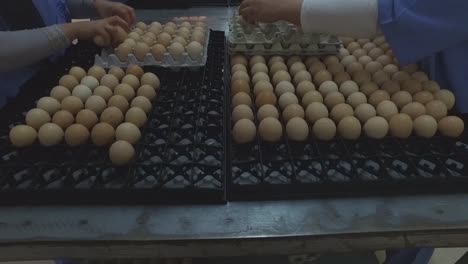 Poner-Los-Huevos-En-Las-Pantallas-Para-La-Producción-De-Polluelos