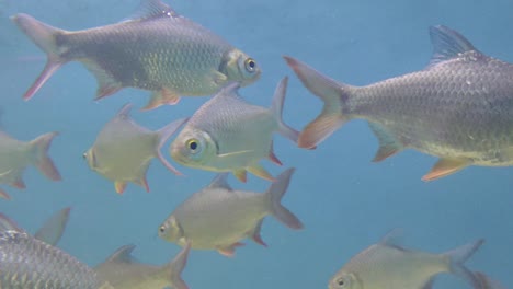 Auf-Dem-Meeresgrund-Schwimmen-Viele-Silberfarbene-Fische