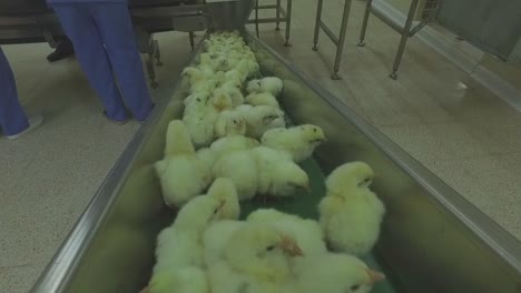 Impfung-Von-Küken-Für-Die-Hühnerproduktion