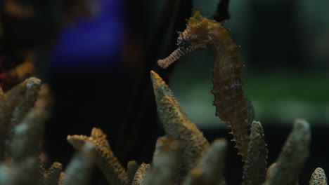 In-Bangkok-Thailand-at-the-oceanarium-of-Siam-Ocean-World-floating-seahorse